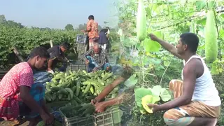 বাণিজ্যিক কৃষিতে উৎপাদন বাড়লেও পুঁজি সংকটে প্রান্তিক কৃষক